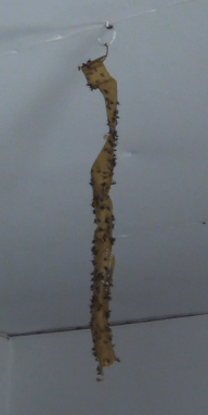 The final fly strip. Not quite standing room yet