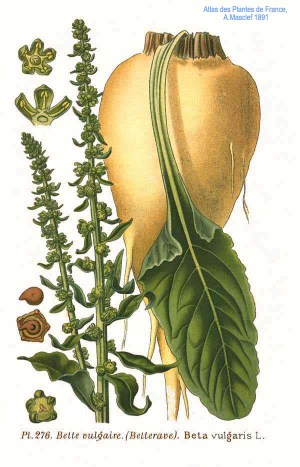 Illustration of Sugar Beet from Wikipedia commons